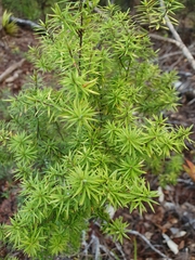 Leptecophylla juniperina