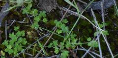 Hydrocotyle foveolata