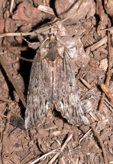 Ianassa coloradensis