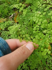 Adiantum aethiopicum