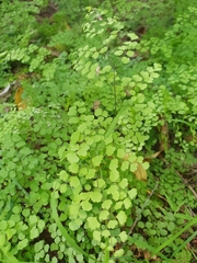 Adiantum aethiopicum