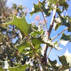 Berberis trifolia