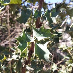 Berberis trifolia