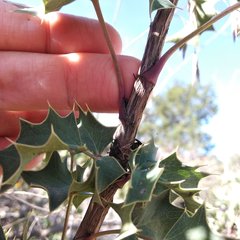 Berberis trifolia