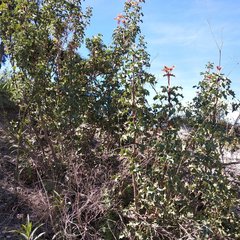 Berberis trifolia