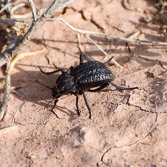 Philolithus sordidus