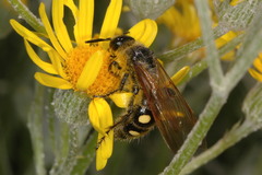 Campsomeris bistrimacula