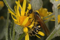 Campsomeris bistrimacula