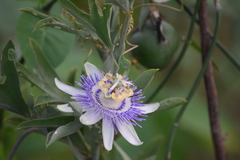 Passiflora mooreana