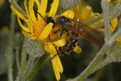 Campsomeris bistrimacula