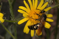 Campsomeris bistrimacula