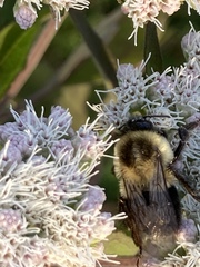 Bombus impatiens