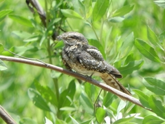 Hydropsalis climacocerca