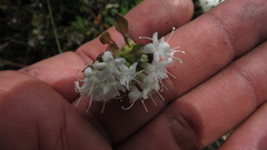 Valeriana triphylla