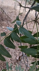 Stigmella longisacca