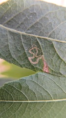 Stigmella longisacca