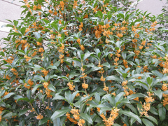 Osmanthus fragrans aurantiacus