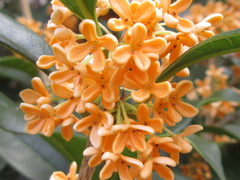 Osmanthus fragrans aurantiacus