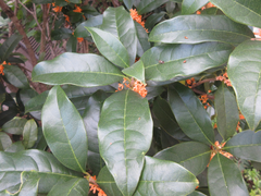 Osmanthus fragrans aurantiacus