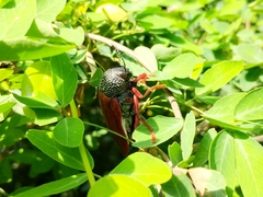 Sternocera chrysis