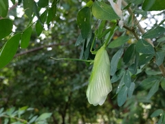 Hierodula membranacea