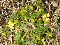 Hydrocotyle foveolata