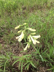 Penstemon oklahomensis