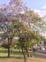 Jacaranda mimosifolia