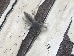 Cheliferoides segmentatus