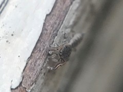 Cheliferoides segmentatus