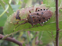 Urochela quadrinotata