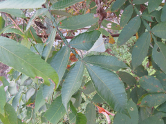 Rhus javanica