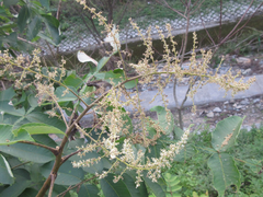 Rhus javanica