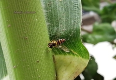 Allograpta obliqua
