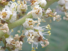 Rhus javanica