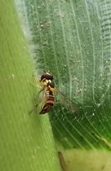 Allograpta obliqua