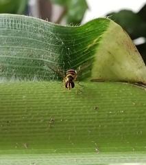 Allograpta obliqua