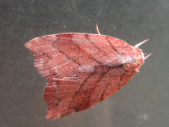 Macrochthonia fervens