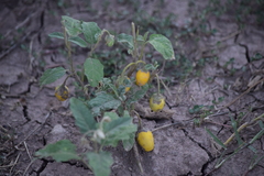 Solanum juvenale