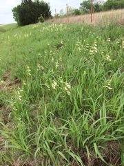 Penstemon oklahomensis