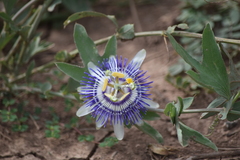Passiflora mooreana