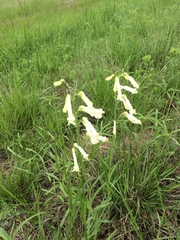 Penstemon oklahomensis
