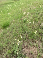 Penstemon oklahomensis