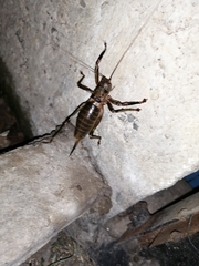 Liparoscelis pallidispina