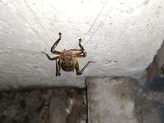 Liparoscelis pallidispina