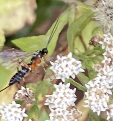 Ichneumonidae