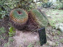 Mammillaria gigantea