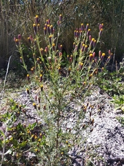 Tagetes coronopifolia