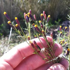 Tagetes coronopifolia
