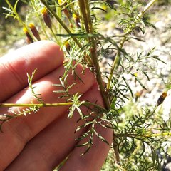 Tagetes coronopifolia